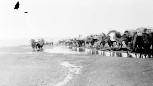 Camels standing in row by puddle