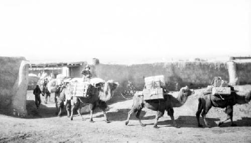 Camels with packs emerging from gate