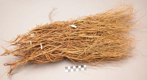 Spinifex plant