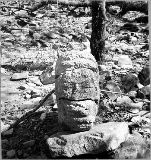 Stone snakeshead 1, front view