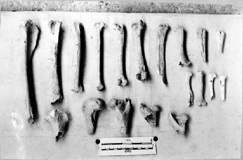 Animal bones from A-V