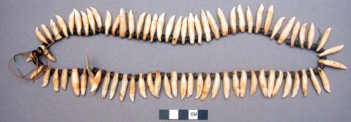 Necklace of dolphin's teeth