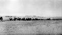 People riding camels across desert