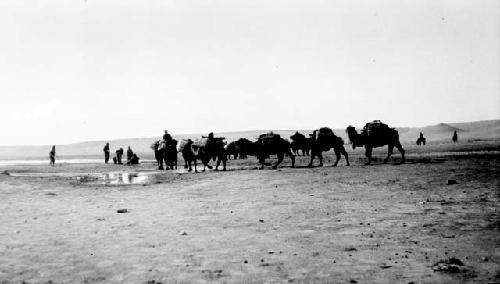 People and camels in desert