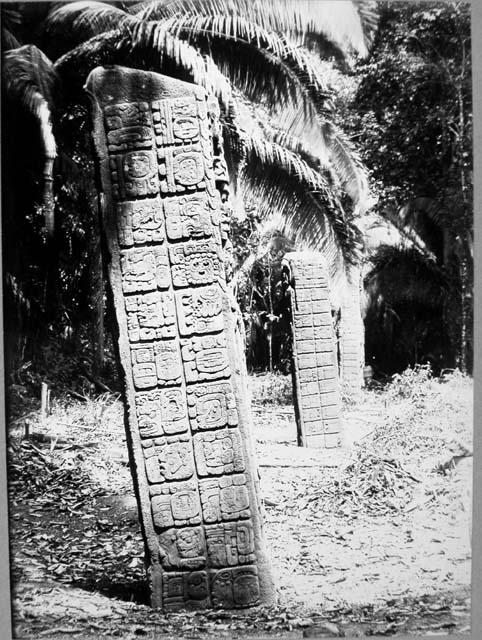 Stelae A, C, and D, west side, after cleaning