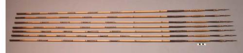 Fighting arrows - bamboo shafts; palm wood points, base covered with +