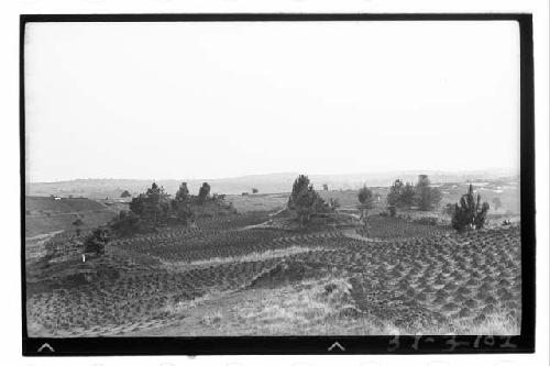 S.W. mounds, from NNE.