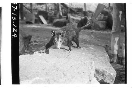 Oppossum, (Tacuacin) caught between Stones of Hieroglyphic Stairway