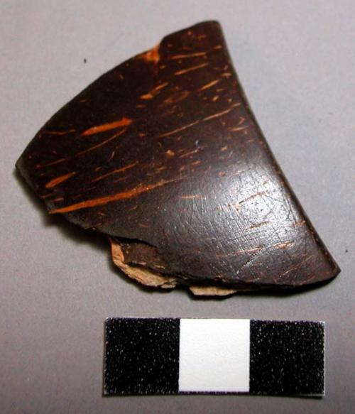 Fragment, polished coconut shell rim fragment