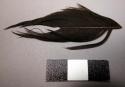 Feather, dark brown fragment