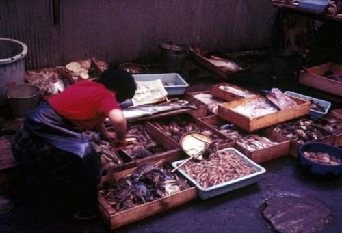 Shikoku, fish market, Takamatsu