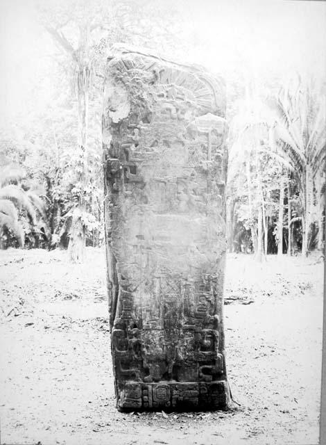 Stela C, north side, after cleaning