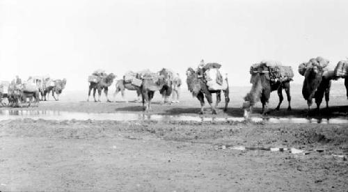 Camels with packs drinking