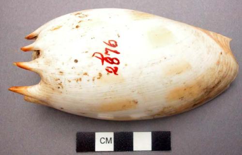 Shell used in making penis case