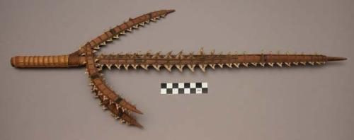 Top end of a tataumanaria (shark's tooth spear)
