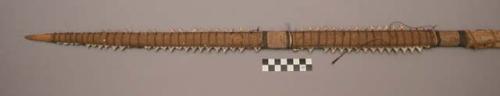 Shark's tooth sword, whose foundation is some endogenous wood