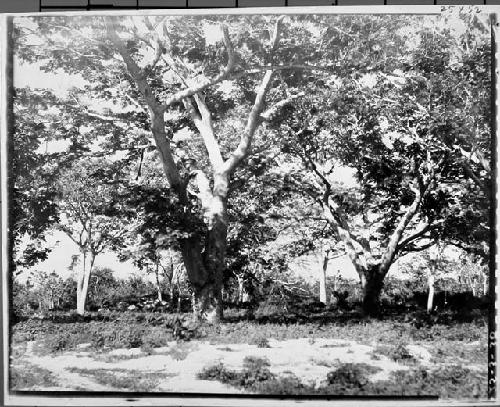 Tuba tree - Chichen Park horizontal.