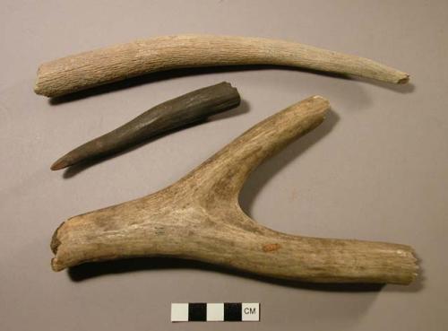 Antler fragments, one is burned