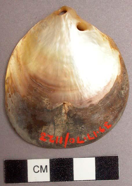 Pearl oyster shell worn on string around neck by men and women