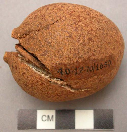 Unidentified nut - used for oiling and polishing weapons