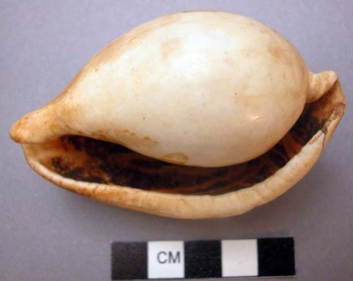 Ornamental giant cowrie - worn on head