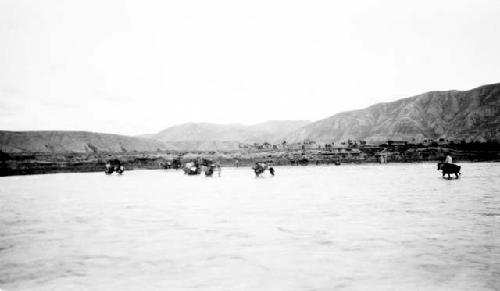 People crossing river with mules