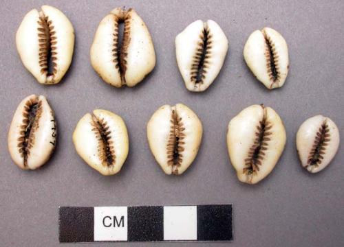 Miscellaneous cowrie shells from shell bands