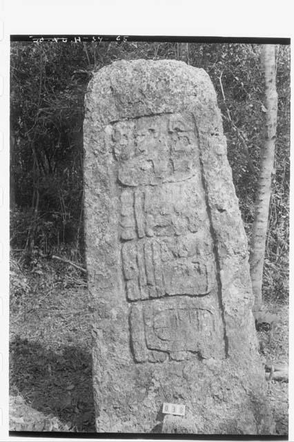 Stela 19 - back