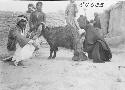 Marsh Arab man and woman milking goat