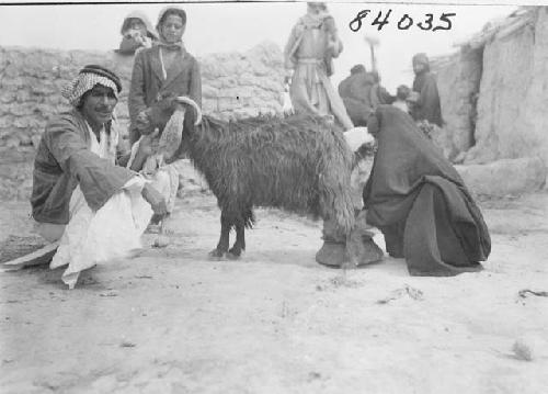 Marsh Arab man and woman milking goat