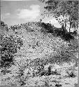 Pyramidal mound being destroyed for building material.