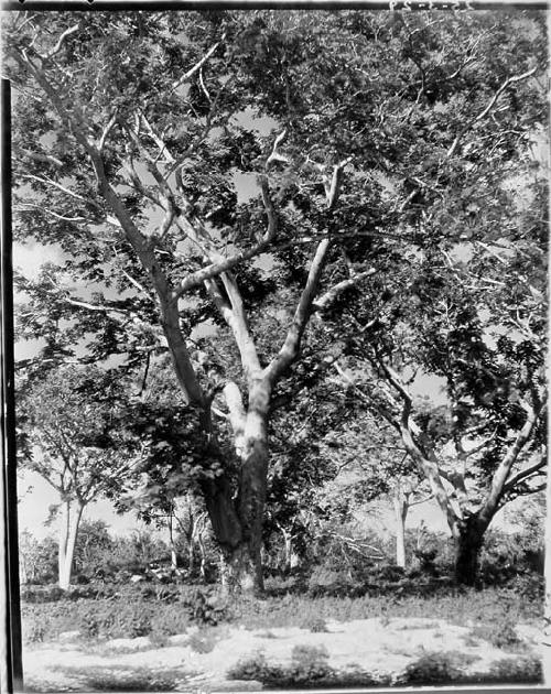 Tuba tree - Chichen Park.