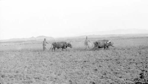 Men with oxen plowing field