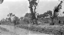 Trees along a river