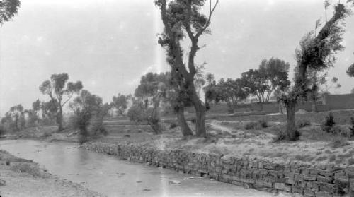 Trees along a river