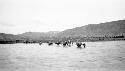 People crossing river with horses carrying packs