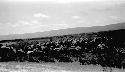 Animals in the desert, mountains in distance