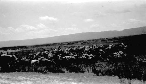 Animals in the desert, mountains in distance