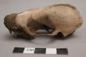 Organic, bone, faunal remain, skull, resin on nose, teeth intact