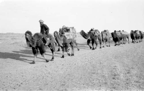 Man leading camel caravan through desert