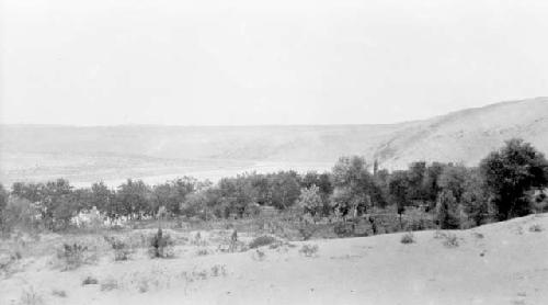 Group of trees in desert