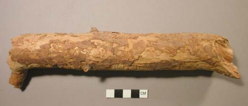 Piece of pine branch