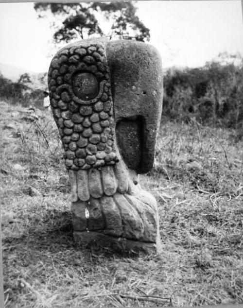 Serpent head, La Union, Right side.