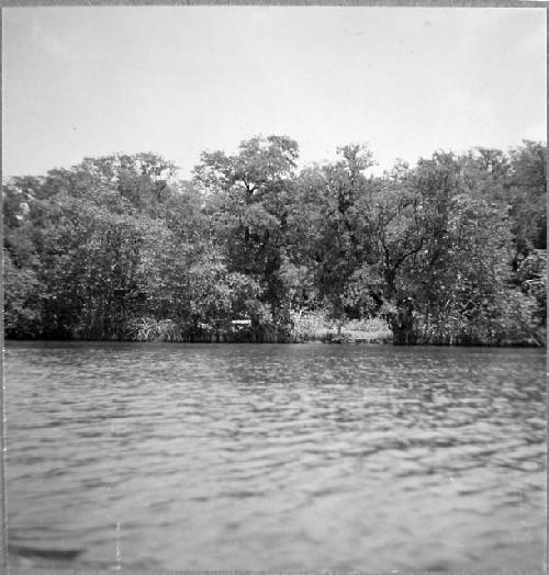 Mangrove trees