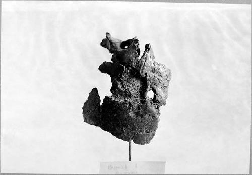 Portion of right temporal and occipital and mastoid showing eroded surface. Buri