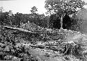 Ceremonial Plaza, firing showing immense tree on terrace