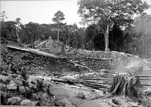 Ceremonial Plaza, firing showing immense tree on terrace