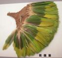 Fan, feather