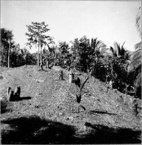 Temple mound seen from NE, when part of it had been cleaned