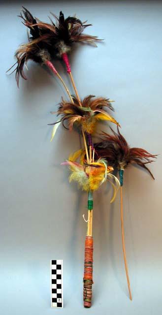 Ceremonial dance plumes used by Matachines